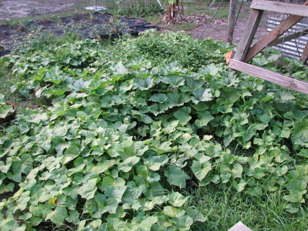 Sweet potato patch. Mixed among the sweet potato is some New Zealand Spinach, Seminole Pumpkin, and some mint. In the background are pineapple plants.