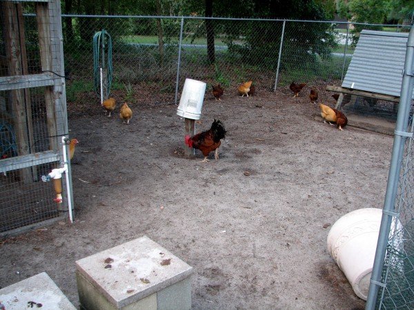 The chicken yard