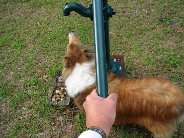 Our dog, Shiloh, getting a drink from the water pump.