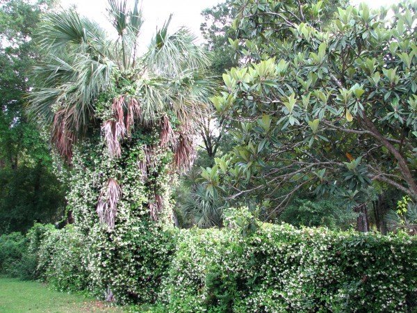 The property is surrounded by a fence covered with Confederate Jasmine.